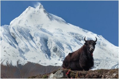 manaslu-tzum-valley